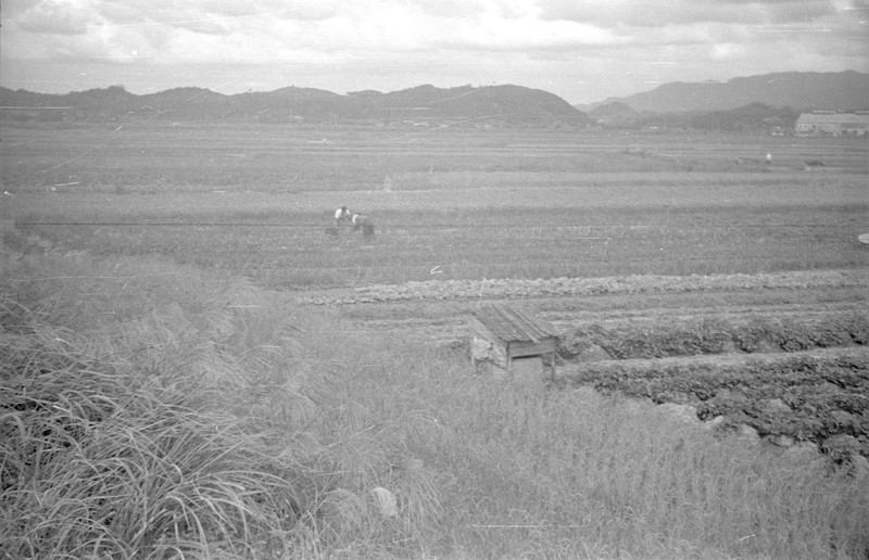 Japanese Farm Scene