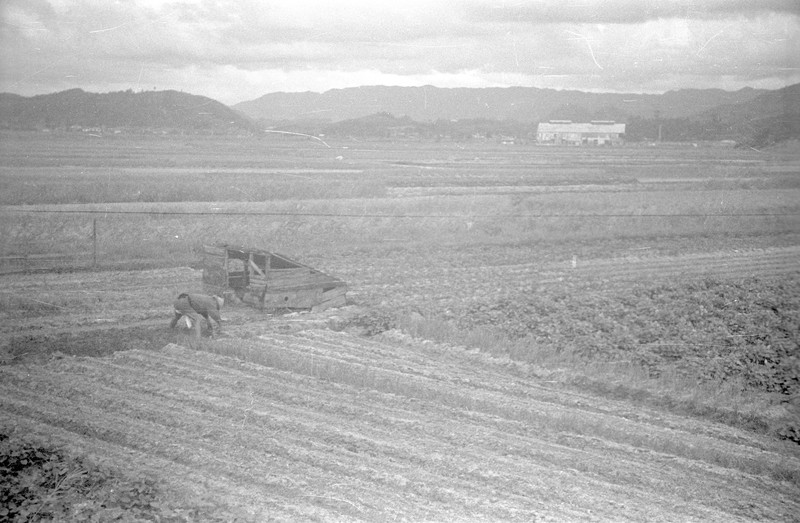 Japanese Farm Scene