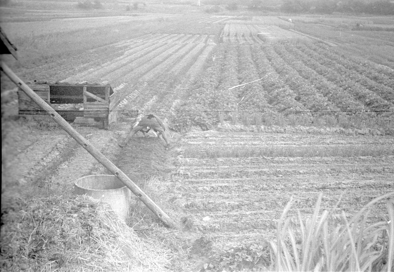 Japanese Farm Scene