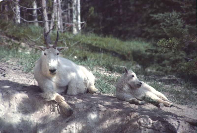 Rocky Mountain Goat