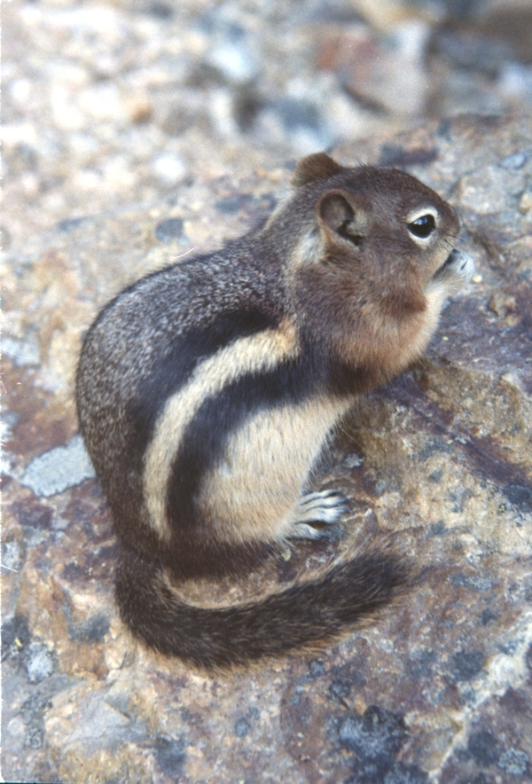 Chipmunk