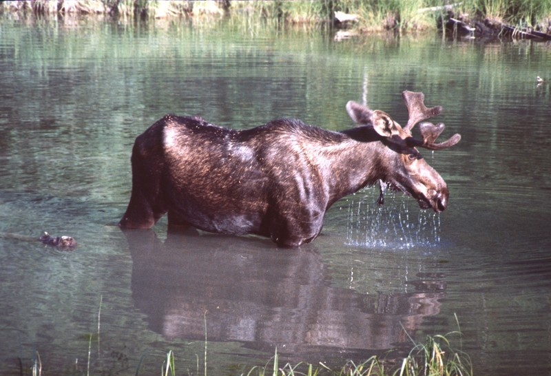 Moose