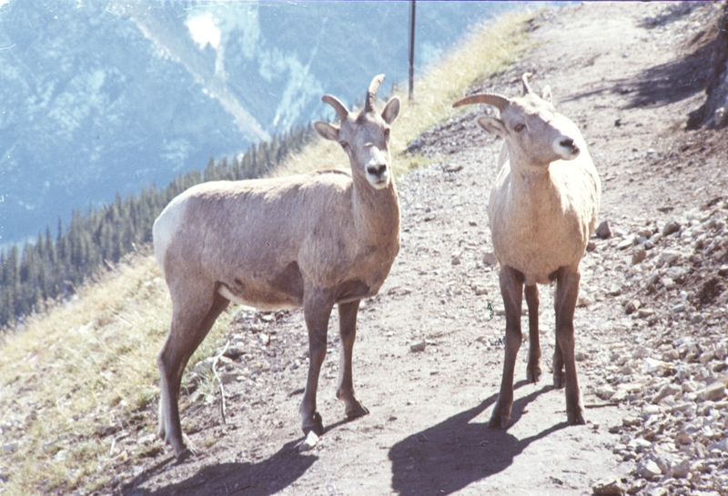 Big Horn Sheep