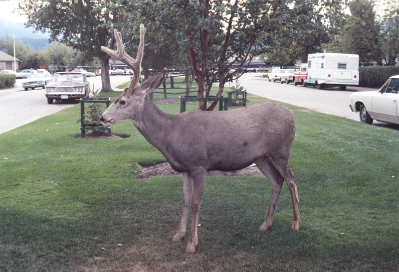 Elk