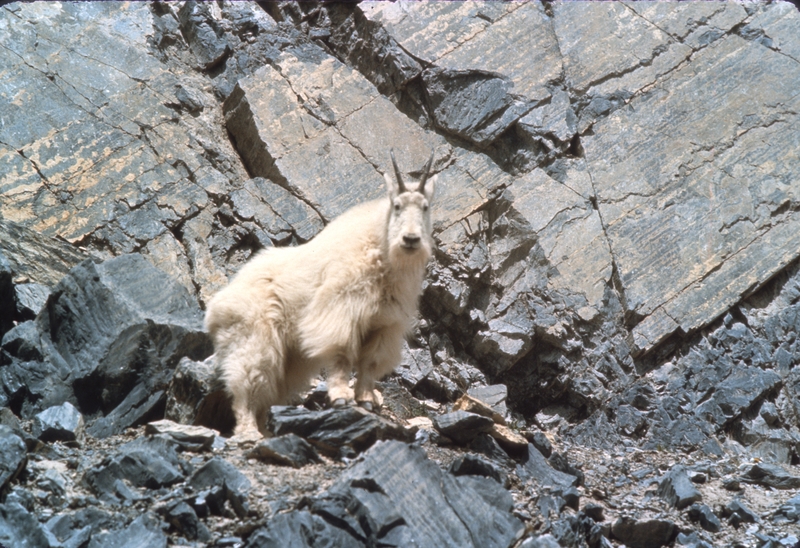 Rocky Mountain Goat