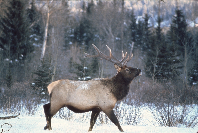 Elk