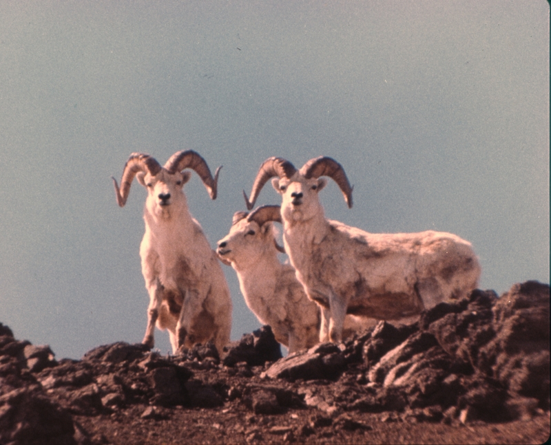 Big Horn Sheep