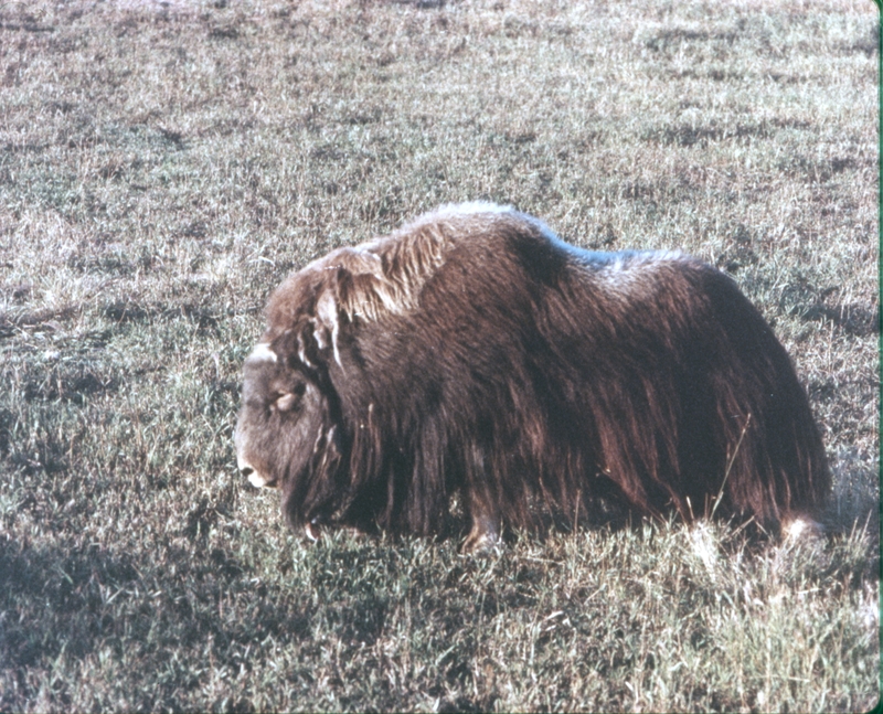 Buffalo