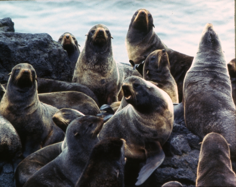 Seals