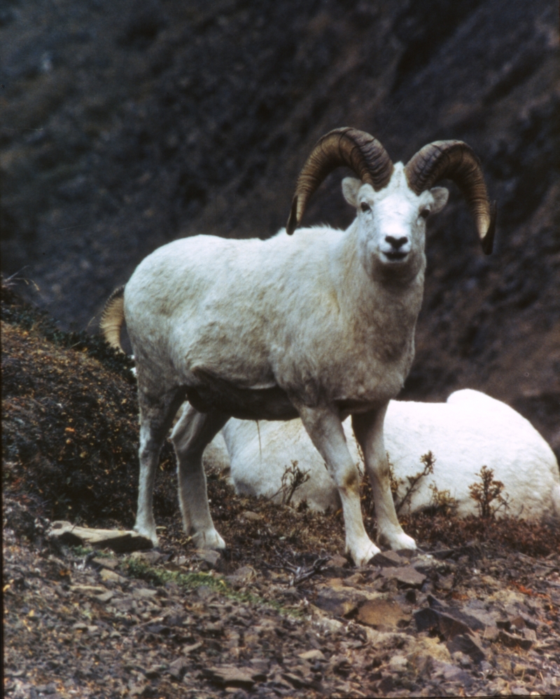 Big Horn Sheep