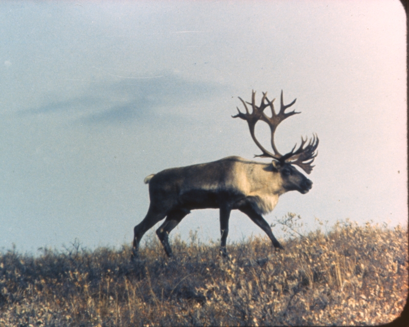 Elk