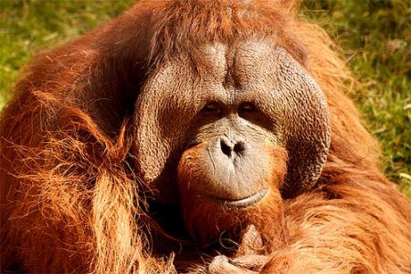 Orangutans are orange !