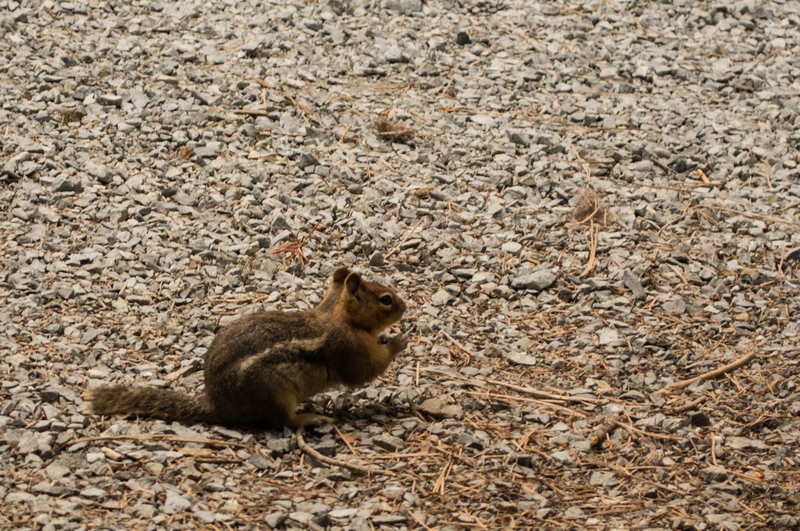 Chipmunk