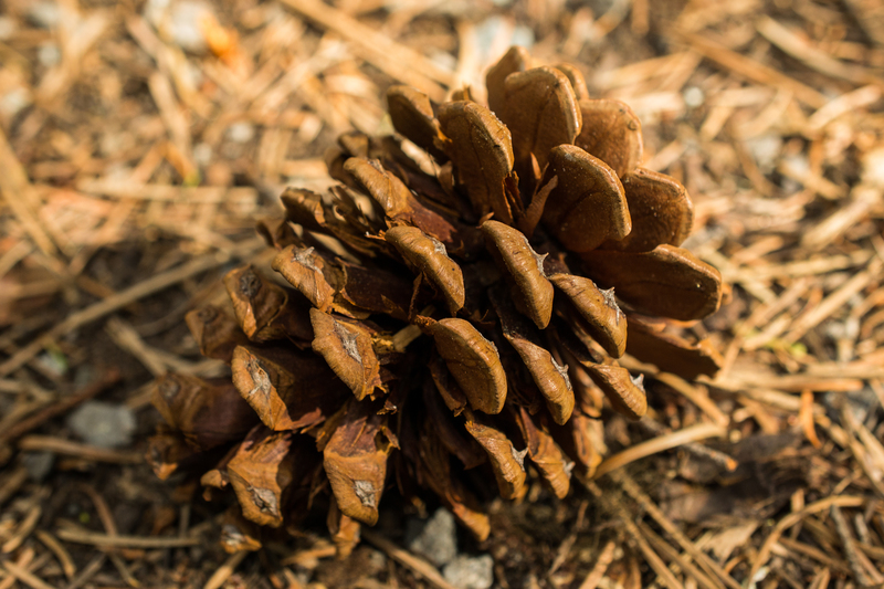 Pinecone