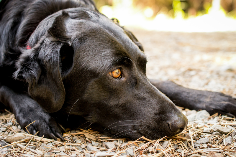 Chief, the Endres Service Animal