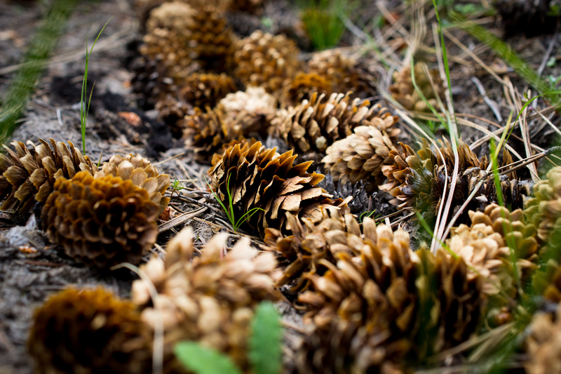 Pinecone