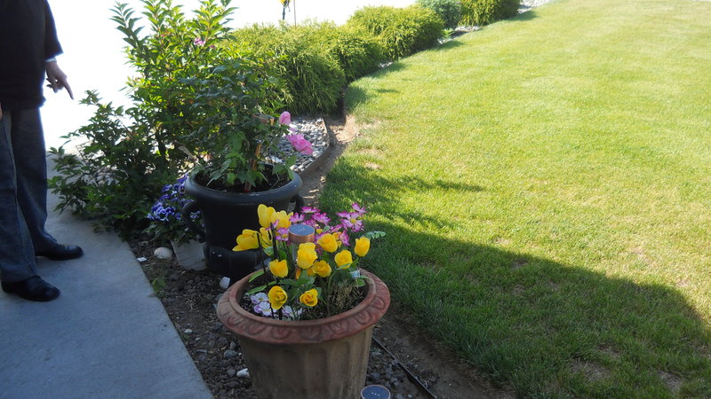 Front walk, Jean, at Forsythia