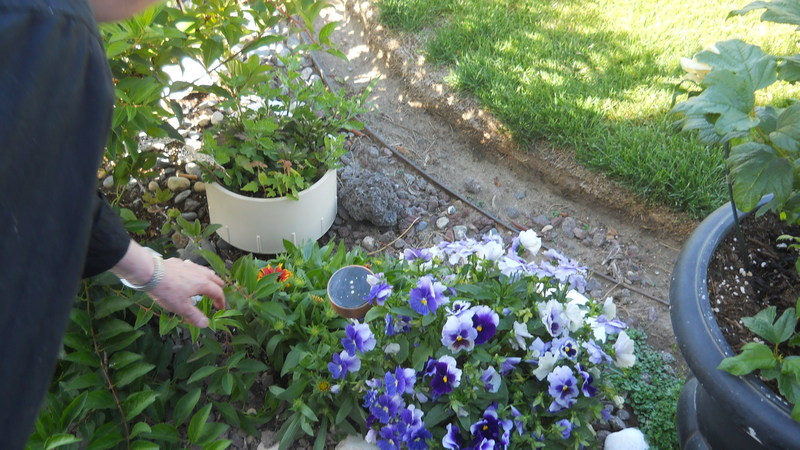 Foliage, Jean, at Forsythia