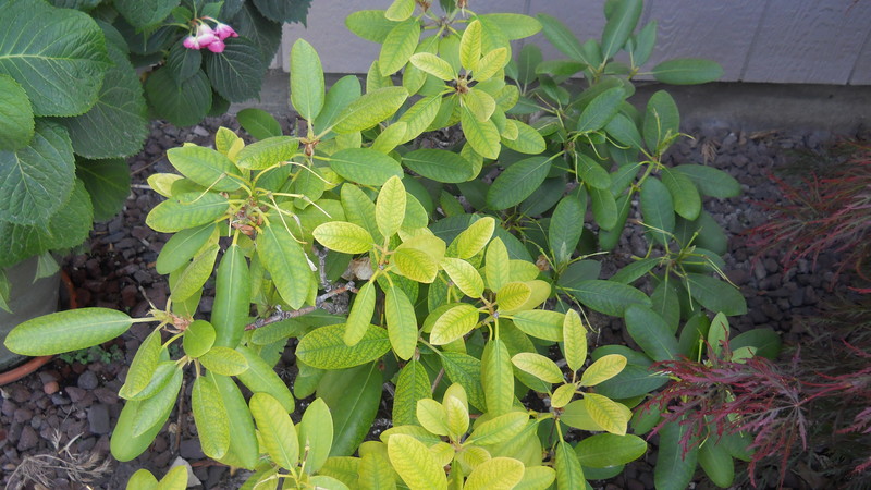 Foliage, at Forsythia