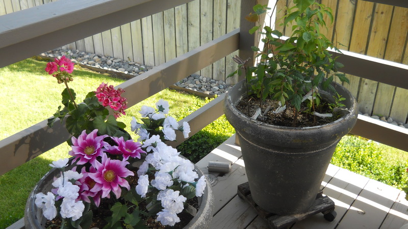 Flowers, Back deck, at Forsythia