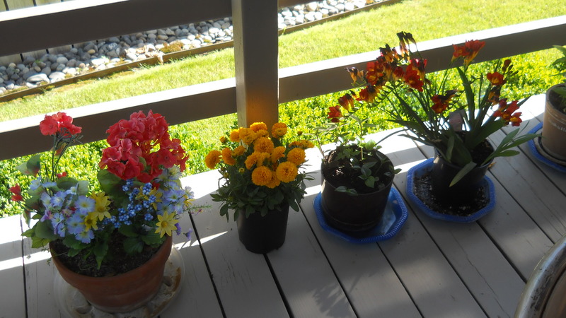 Flowers, Back deck, at Forsythia