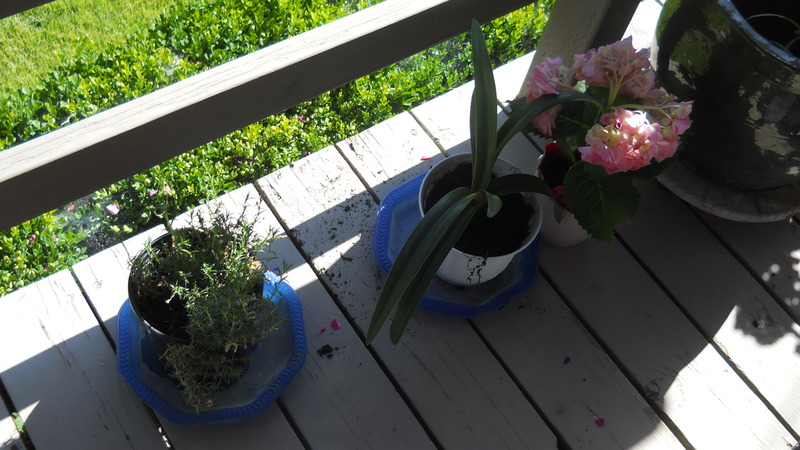 Plants and flowers, Back deck, at Forsythia