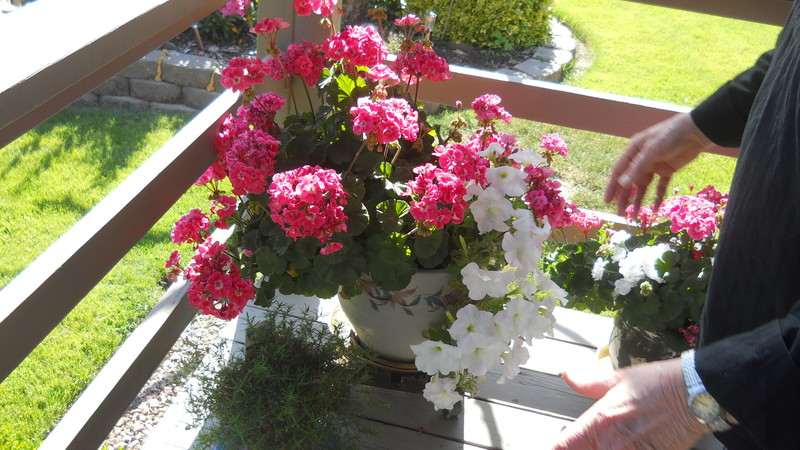 Flowers, Back deck, Jean's hands, at Forsythia