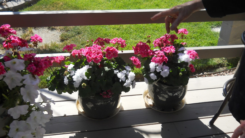 Back deck flowers, at Forsythia