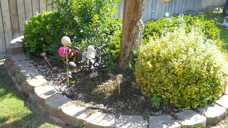 Back yard, at Forsythia