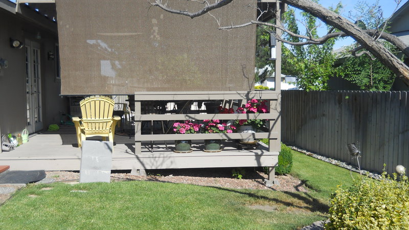 Back deck, at Forsythia