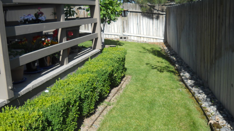 Back yard, at Forsythia